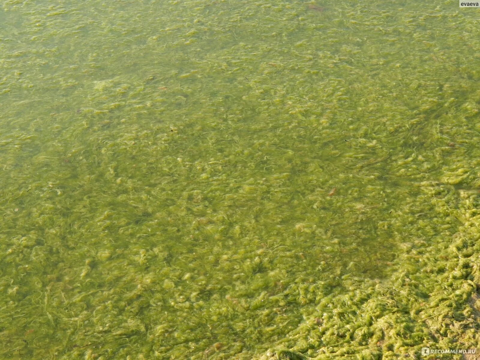 Водоросли в анапе. Витязево море цветет. Цветение моря в Витязево. Цветение моря в Витязево в августе. Цветение водорослей в Анапе.