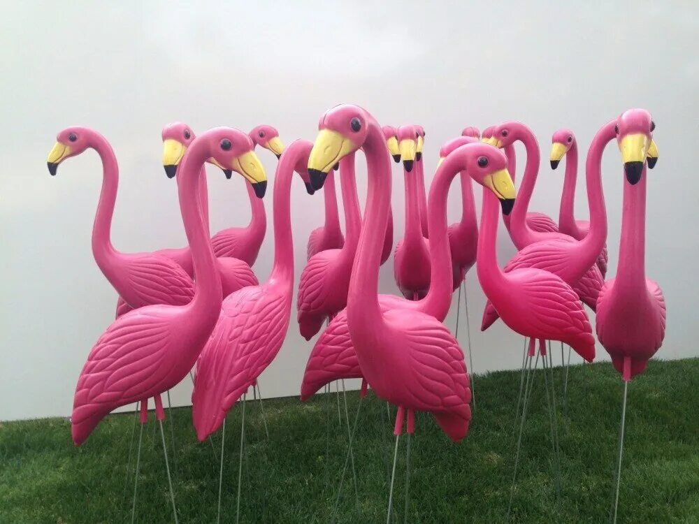 Краснодар розовый Фламинго. Розовый Фламинго из пенопласта. Аренда Фламинго. Умная розовый Фламинго. Квартиры фламинго купить
