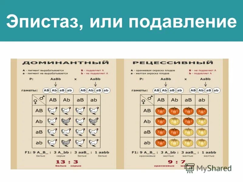 Распад 13. Эпистаз. Эпистаз примеры. Эпистаз в генетике. Эпистаз генетика пример.