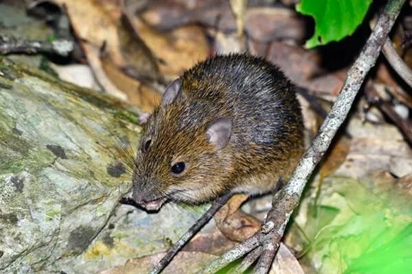 Землеройка крот крыса земляная. Желтогорлая мышь. Землеройка и карбыш. Крыса землеройка черная. Грызуны вредители огорода.