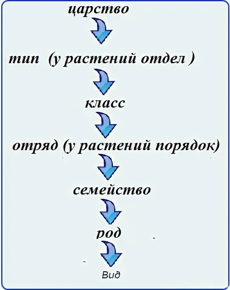 Систематика царства животных по Линнею. Царство класс отряд. Классы отряды виды. Система Линнея таксоны
