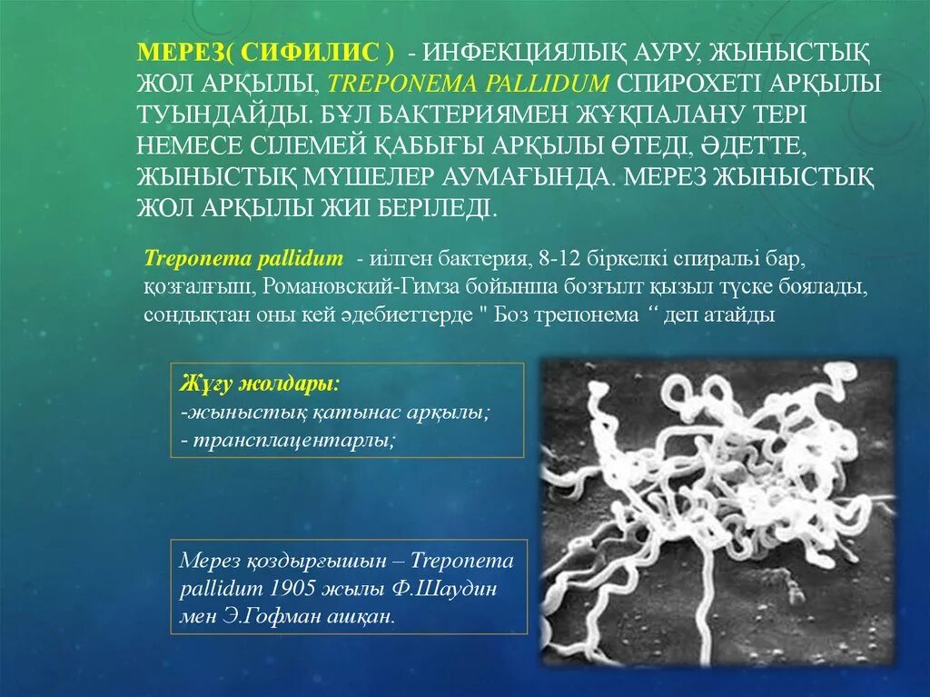 Бледная трепонема treponema pallidum. Бледная трепонема возбудитель. Бледная трепонема это бактерия. Бледная трепонема возбудитель сифилиса.