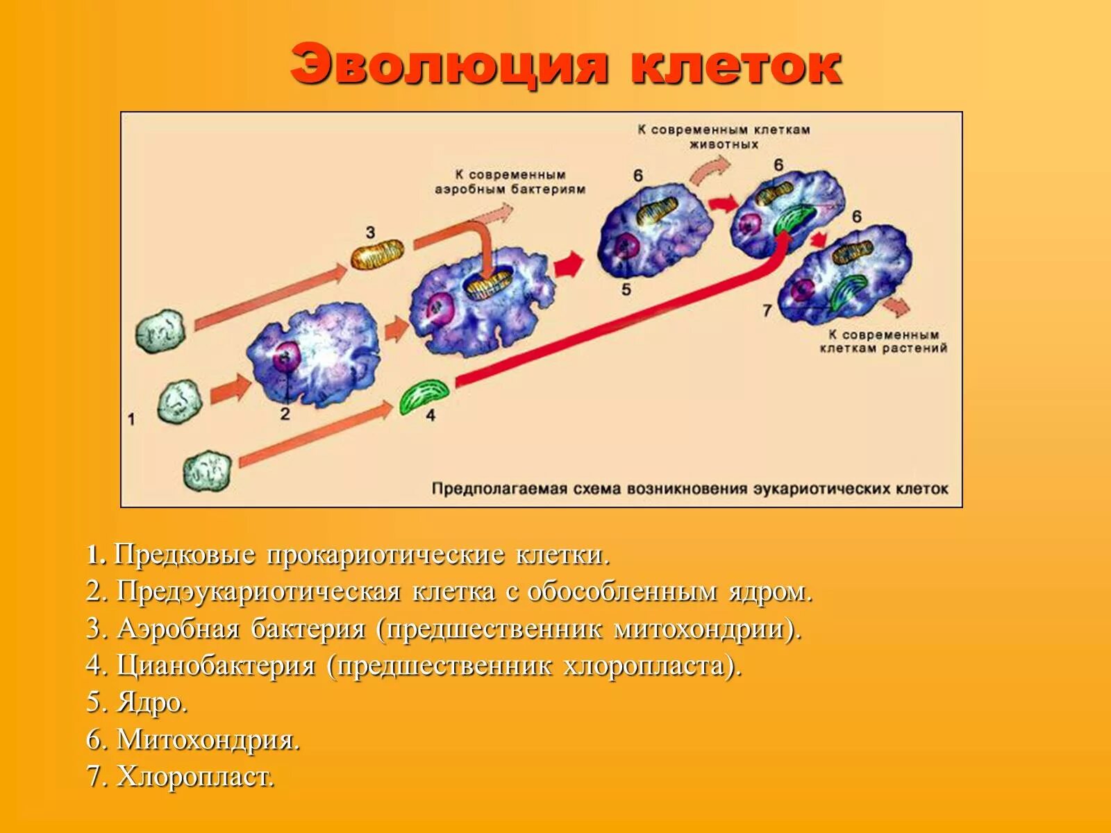 Образование неспециализированной клеточной массы развитие генеративных. Эволюция эукариотической клетки. Схема эволюции эукариотических клеток. Эволюция клеток возникновение эукариот схема. Какие основные этапы эволюции клетки эукариот.