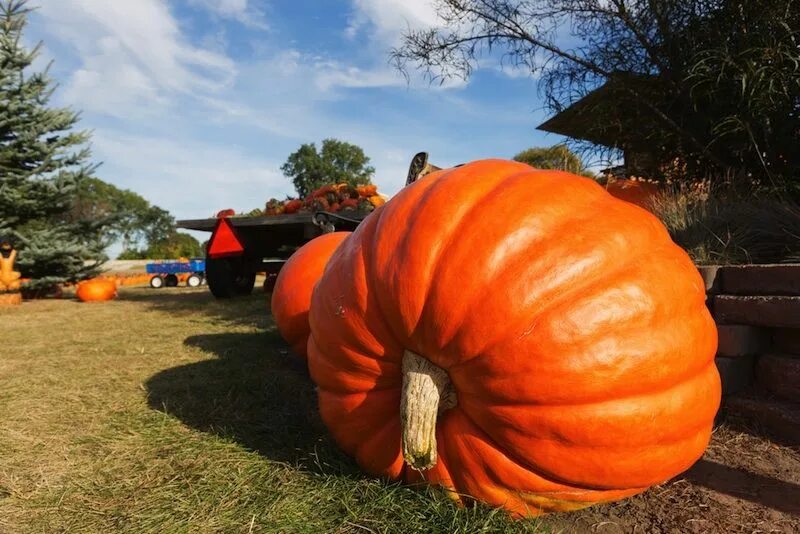 Canned pumpkin. You could be pumpkin. It’s the great pumpkin, charlie brown (1966). Helloween тыква джек. You could be pumpkin.
