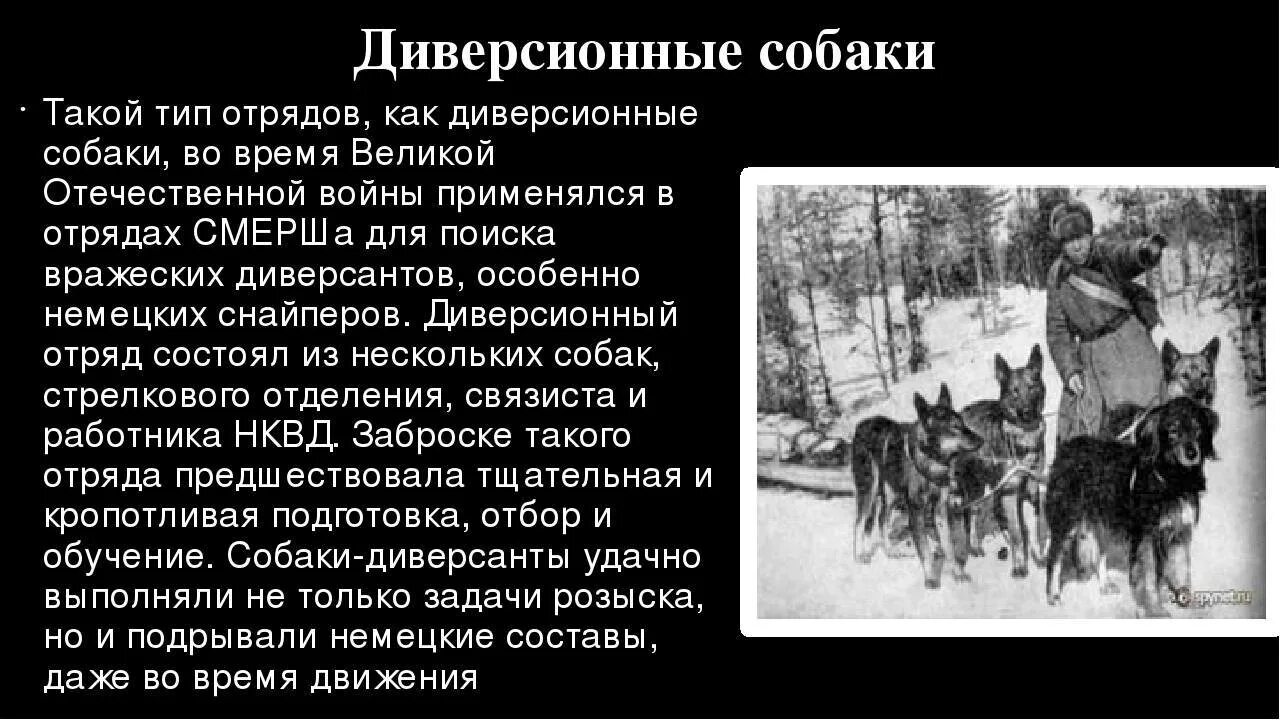 Мухтар -санитар собака герой вов. Рассказ собаки герои. Собаки герои вов мухтар. Рассказ собаки герои. Рассказ собаки герои.