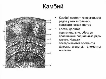 Какая ткань образует камбий