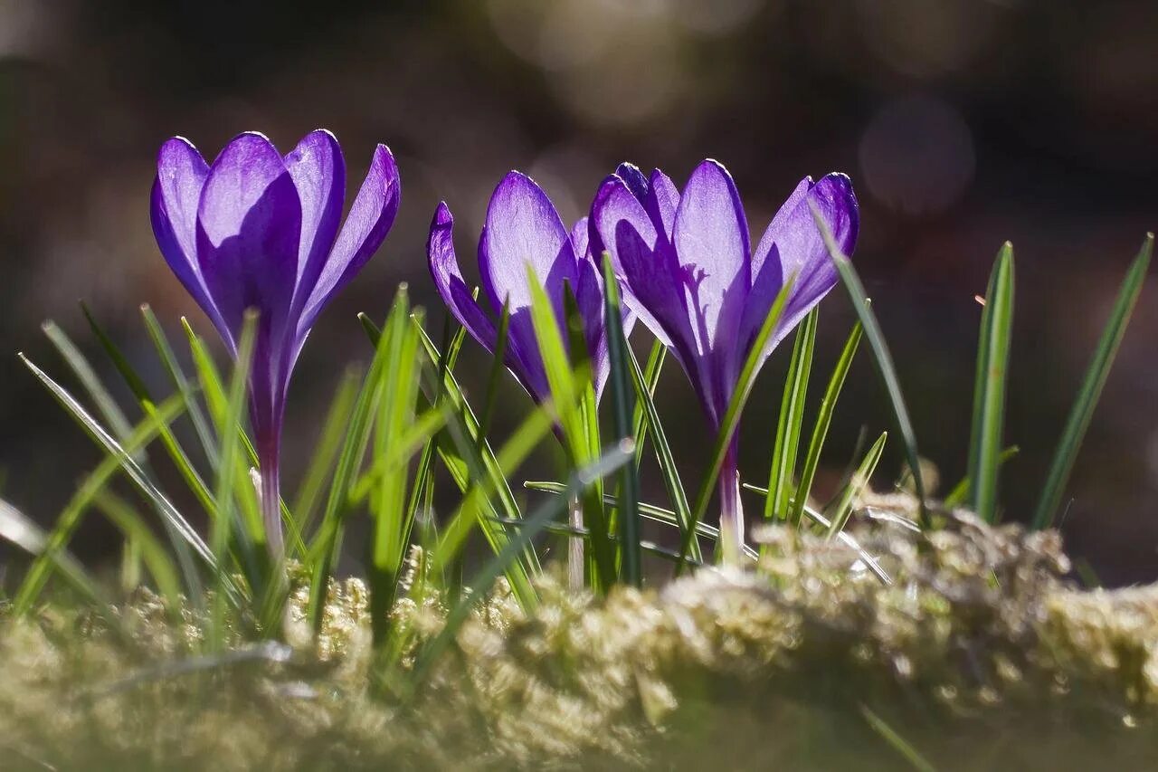 Хашури подснежники фиолетовые. Spring Crocus цветок. Лже подснежники фиолетовые. Цветы похожие на подснежники фиолетовые.