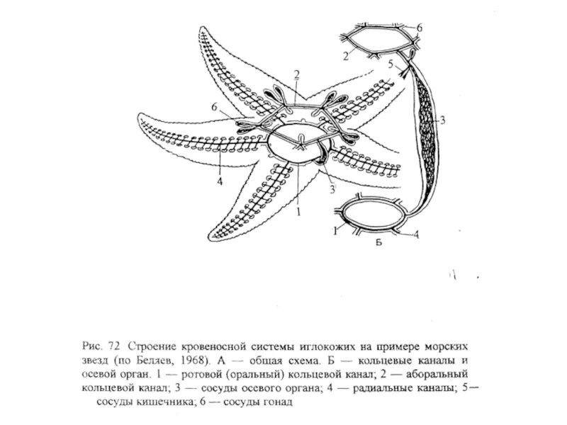 Характеристика морской звезды. Внутреннее строение иглокожих схема. Псевдогемальная система иглокожих. Схема строения амбулакральной системы иглокожих. Амбулакральная система морской звезды схема.