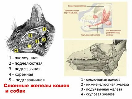Слюнная железа у кошки