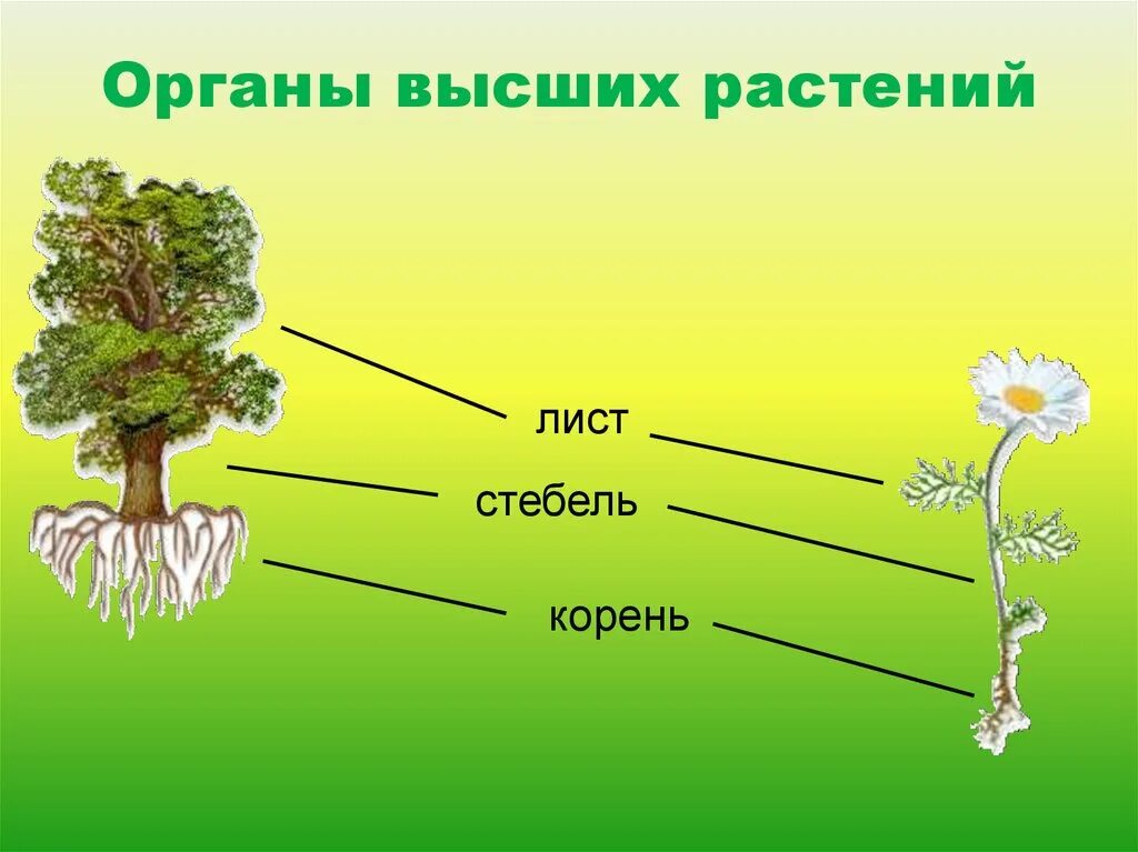 Тело высших растений состоит. Органы высшего растения. Организм высших растений. Строение растения высшие органы. Основные органы высшего растения.