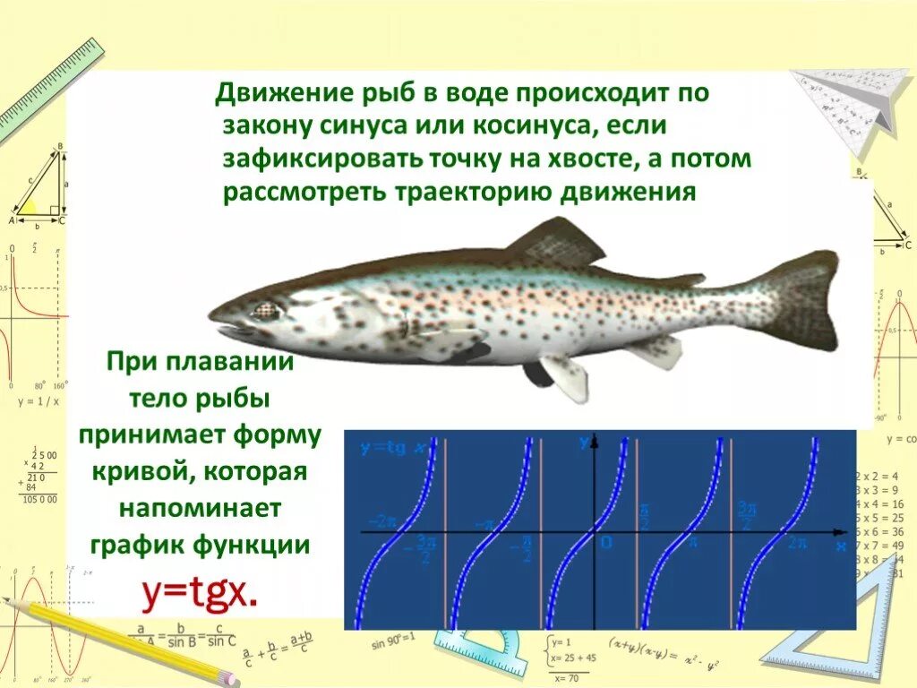 Движение рыб в воде происходит по закону синуса или косинуса. Движение рыб. Движение рыб по закону синуса. Передвижение рыб. Передвижение рыб в воде