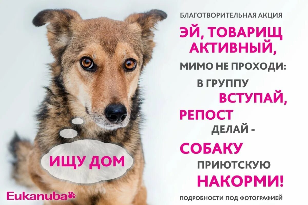 Благотворительная помощь животным