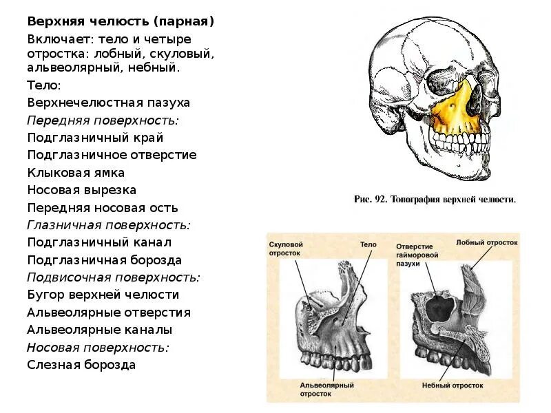 Парной костью является