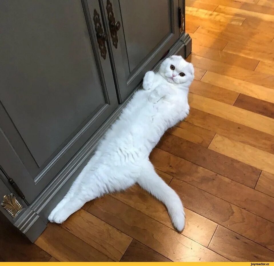 Кот стоящий на задних лапах. Кот на задних лапах. котик на задних лапках. кошка стоит на задних лапах. смешной кот на задних лапах.