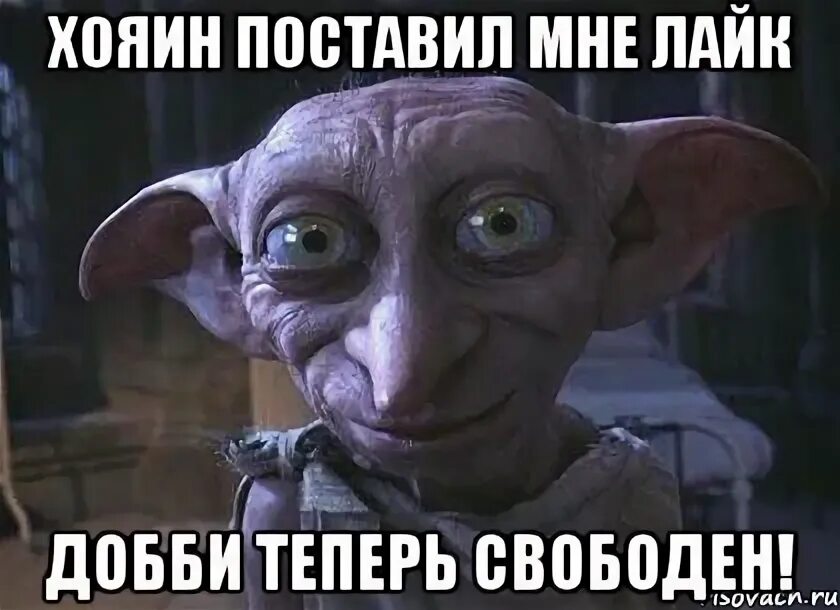 Почему не спасли добби. Добби. добби свободен. теперь добби свободен. добби в шапке.