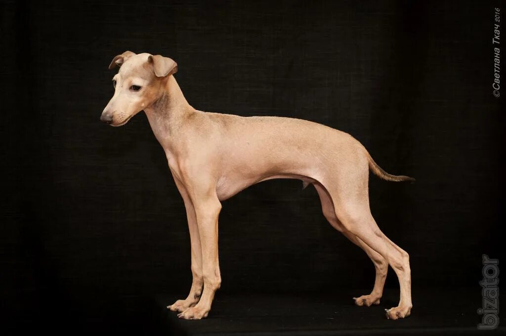 миниатюрная борзая 8. левретка. миниатюрная борзая 8. литовская борзая порода собак. итальянская борзая 8 букв.