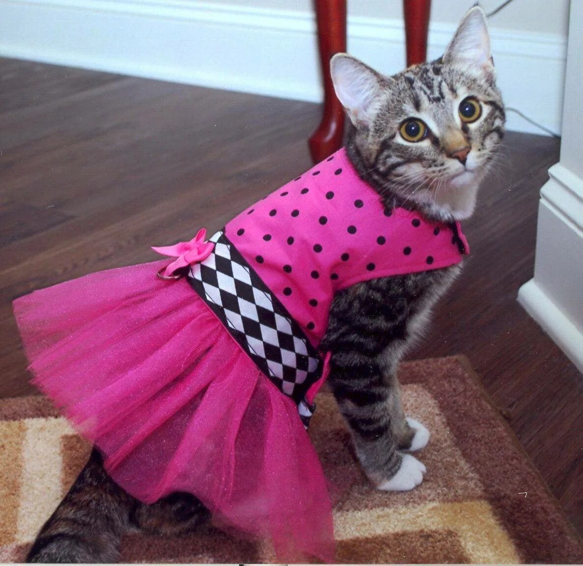 Одежда для котов. Кошка в платье. Кот в одежде. Прикольные костюмы для кошек.