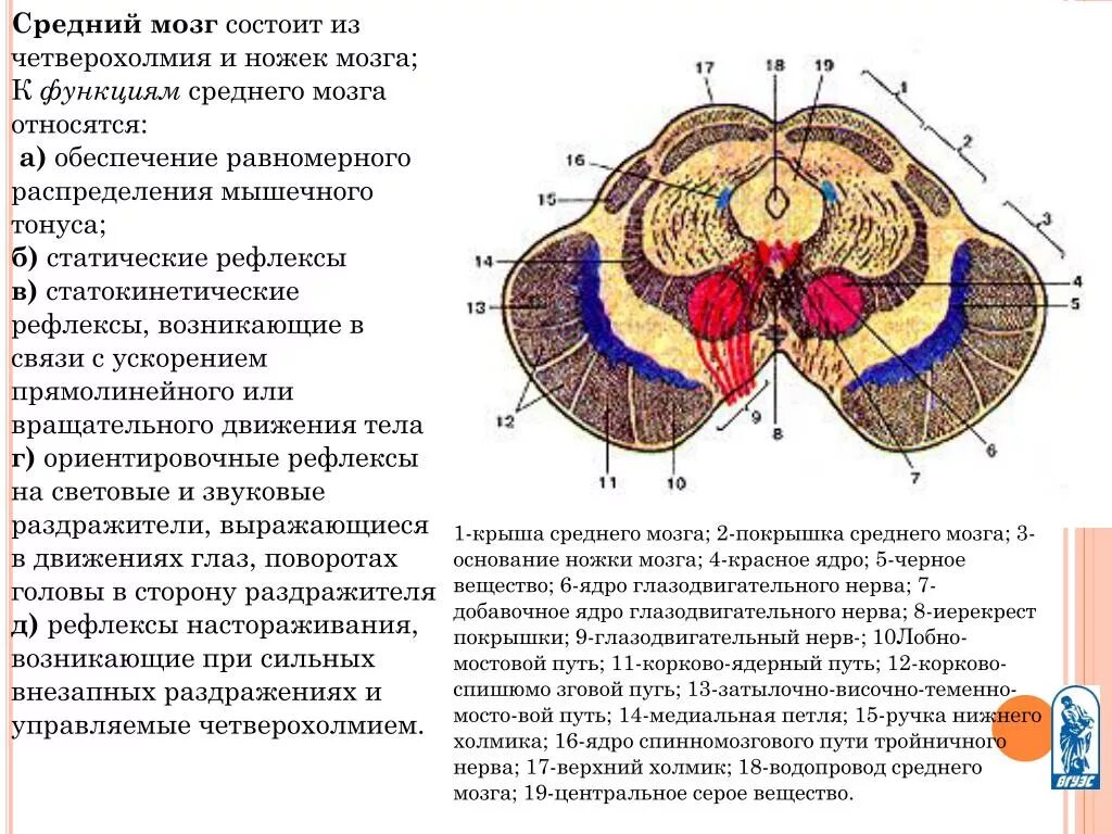 Область среднего мозга. Отделы среднего мозга схема. Средний мозг, его строение и функции.. Средний мозг анатомия функции. Внешнее строение среднего мозга кратко.