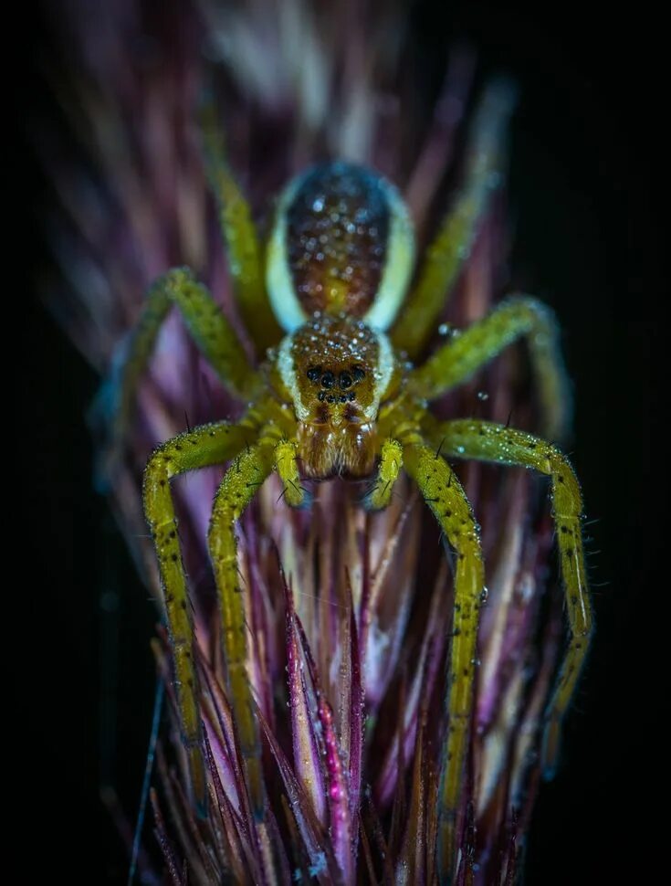 Funnel Weavers - SpiderSpotter