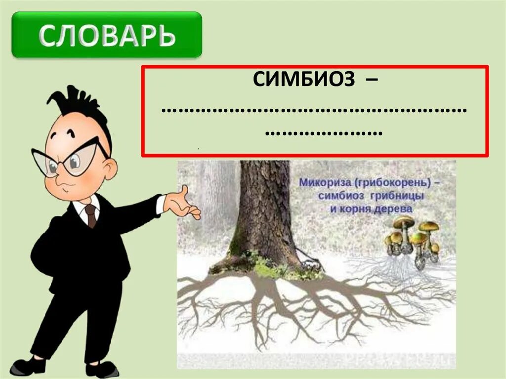 Образует микоризу с корнями деревьев