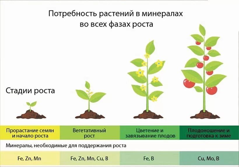 Роль микроэлементов в жизни растений. Стадии роста растений. микроэлементы для растений. фазы роста растений. влияние микроэлементов на растения.