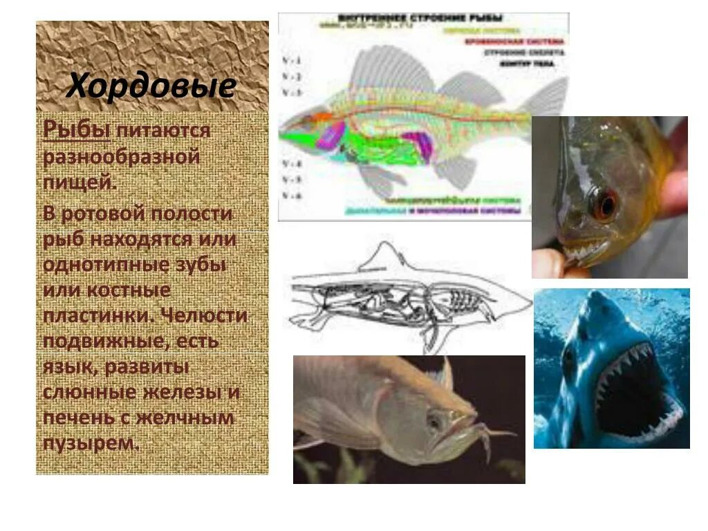 Хордовые рыбы. Питание хордовых. Эволюция ротовой полости у позвоночных. Эволюция ротовой полости хордовых животных. Появление челюстей у позвоночных