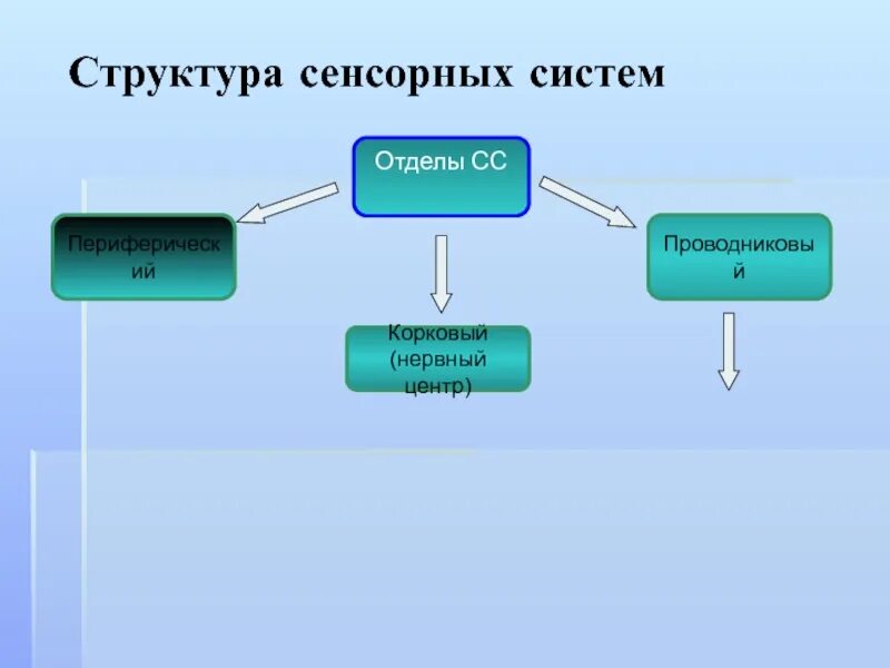 Структура и отделы сенсорной системы. Структура и отделы сенсорной системы