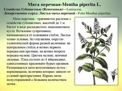 Информация о полезном растении