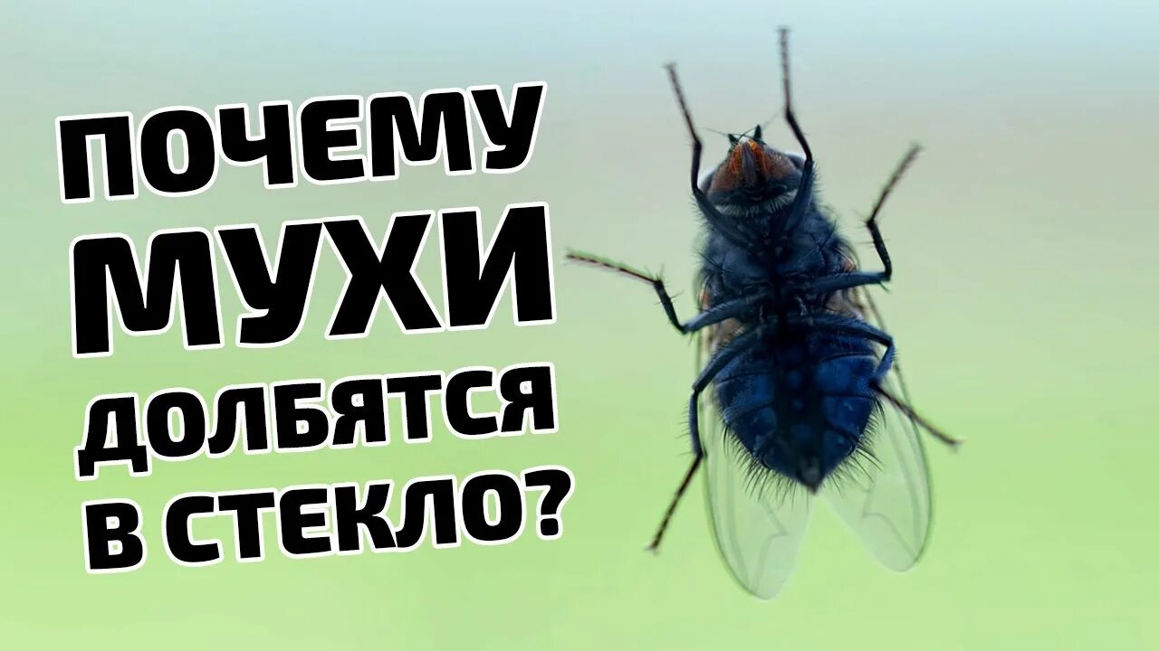 Билась муха. Муха на стекле. Зрение мухи. Как видит Муха. Как Муха видит человека.