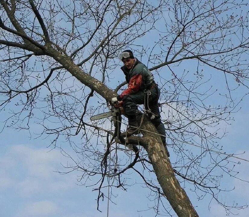 Обрезка деревьев в лесу. Спил и кронирование деревьев. спиленное дерево. спиленные ветки деревьев. спиливание аварийных деревьев.