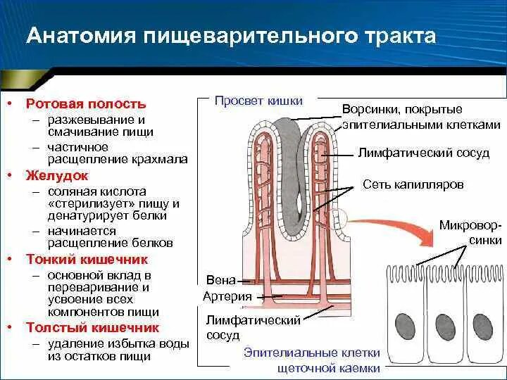 Какие вещества всасываются через ворсинки тонкого кишечника. Капилляр кишечной ворсинки. Строение кишечной ворсинки. Ворсинки и кишечные железы. Микроворсинки тонкого кишечника.