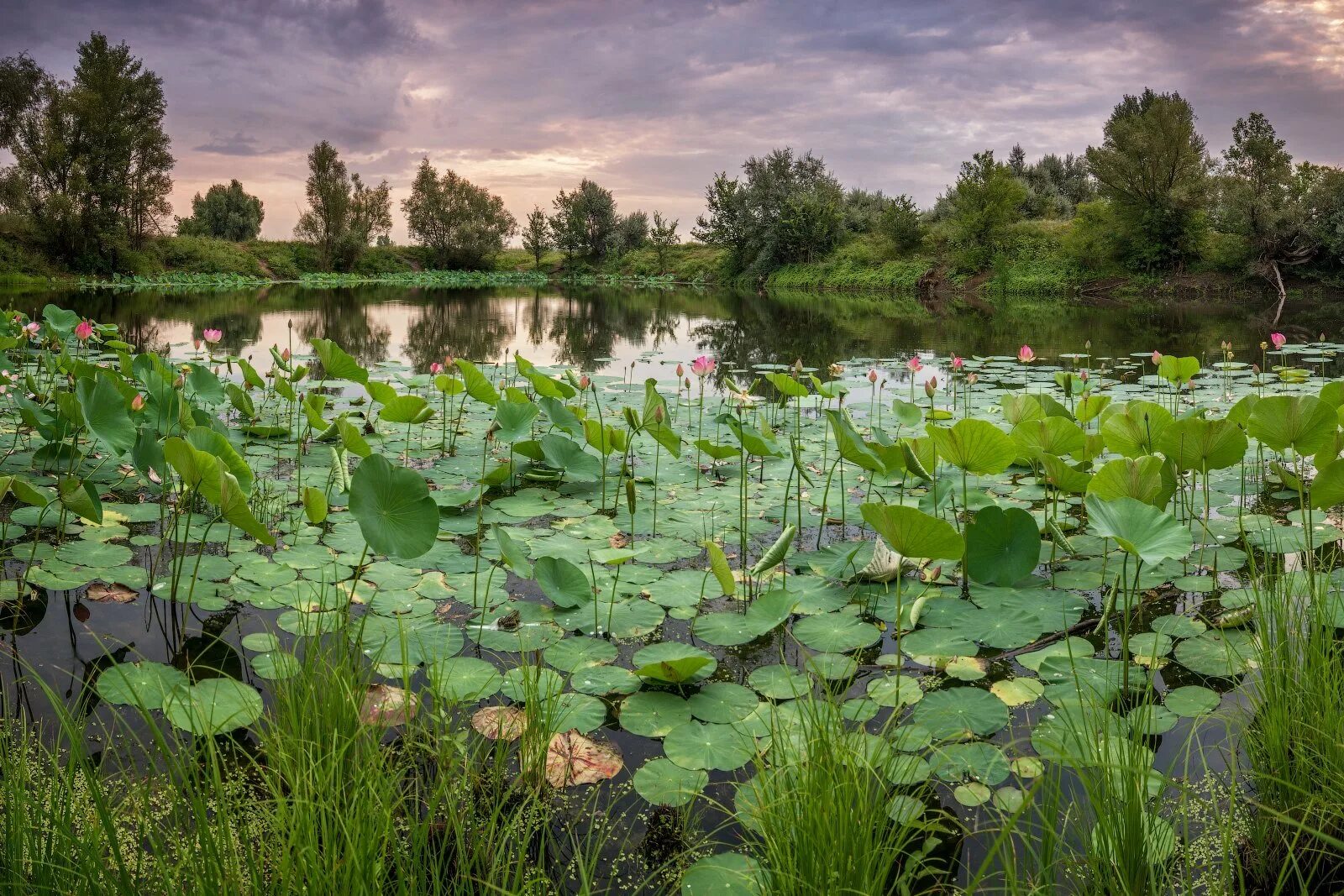 Растительность поволжья