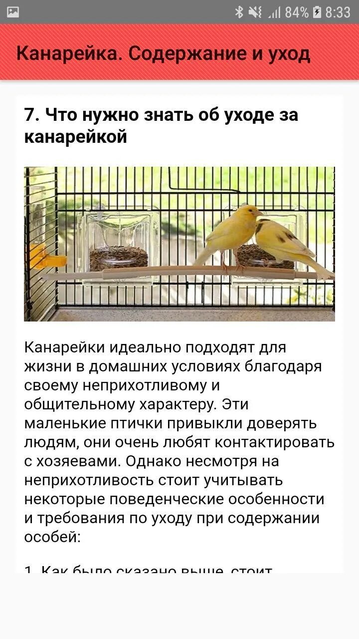 Канарейка кенар. Canary - канарейка. Канарейка германская. Канарейка сколько звуков. Поющая канарейка пачка.