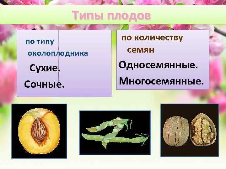 Сухие односемянные растения. Сухие односемянные плоды и растения. Сухие многосемянные плоды. Плоды сухие и сочные односемянные и многосемянные. Односемянные плоды сухие сочные.