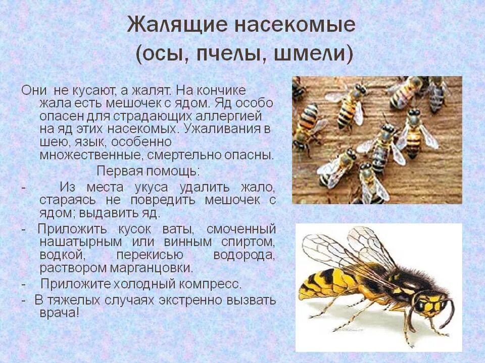 Жалящие Перепончатокрылые. Атлас определитель осы пчелы Шмель. Атлас определитель 2 класс пчелы осы. Оса насекомое описание.