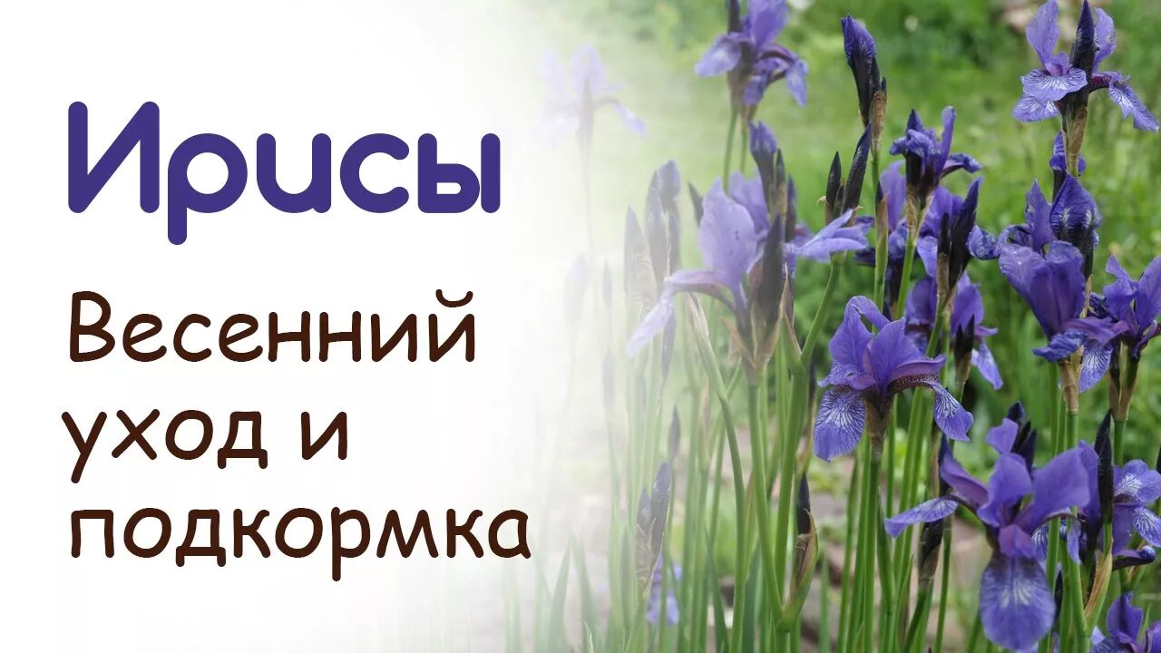 Чем подкормить ирисы. Ирис тонколистный. ирисы ранние весенние. ирисы удобрения. весенняя подкормка ирисов.