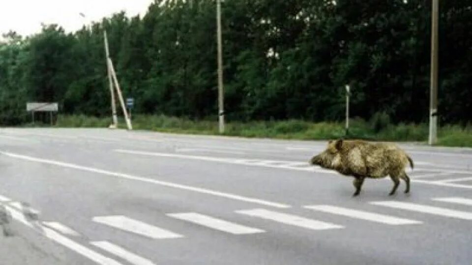 дорога владимир муром арзамас. дикие кабаны в омской области. кабаны в ленинградской области. кабаниха маша куршская коса. кабаны на трассе.