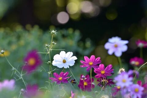 Garden cosmos