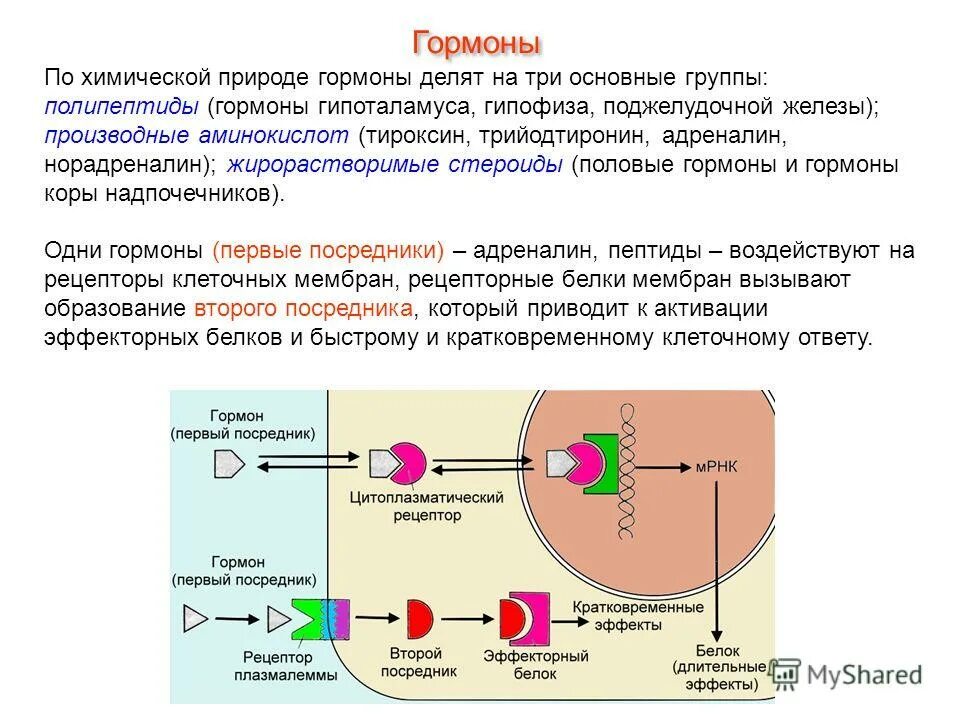 1) что такое гормоны?. тропные гормоны. тропные гормоны аденогипофиза. адреналин гормон гипофиза. гипофиз.