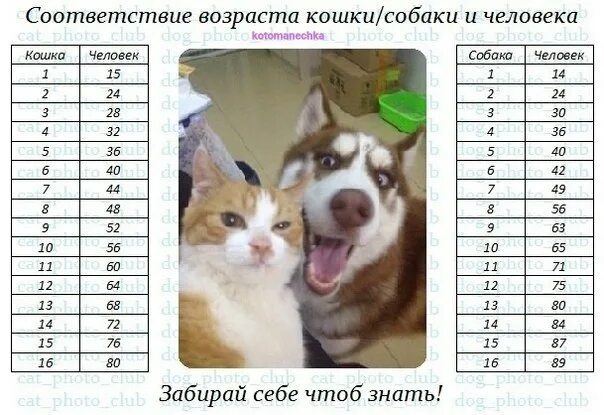 1 год жизни собак. Возраст собаки по человеческим меркам таблица хаски. Таблица возраста собак мелких пород. Таблица соотношения возраста собаки к возрасту человека. Собаке 1 год сколько по человеческим меркам таблица.