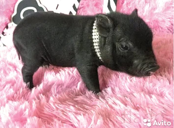 минипиг майялино. минипиг джузеппе. мини пиг авито. свинка домашняя микро пиги. минипиг дуся.