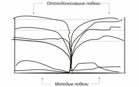 Ежевика обрезка