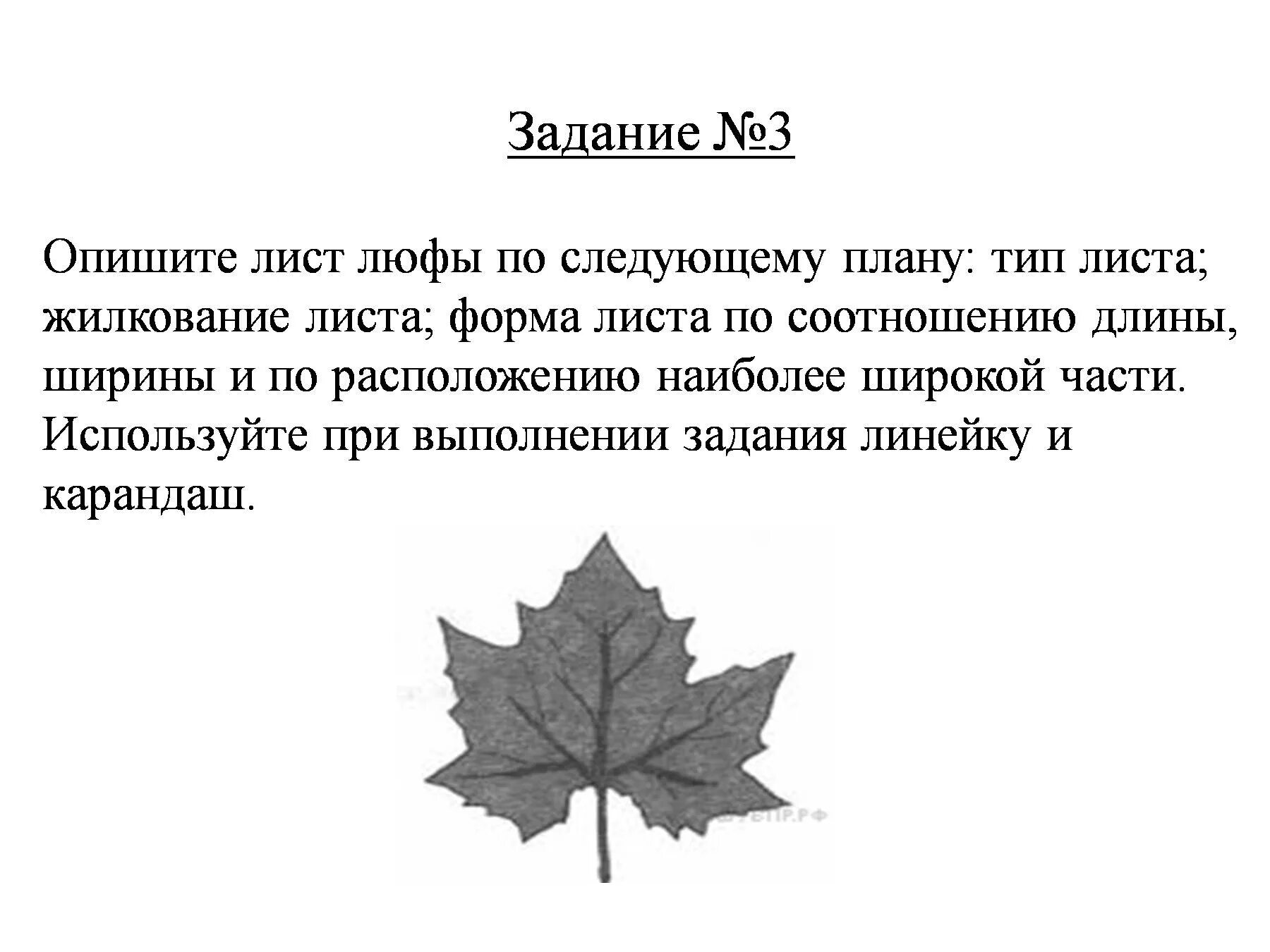Среднее значение листьев клена. Впр биология 5 класс форма листа. форма тип жилкование листа смородина. опишите лист. лист клена тип листа.