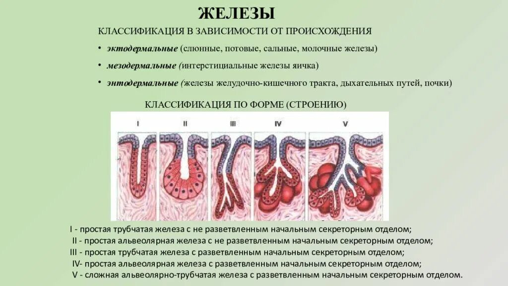 Потовые железы имеют вид. Сальная железа гистология. Экзокринные железы классификация гистология. Железы классификация желез. Типы секреции экзокринных желез.