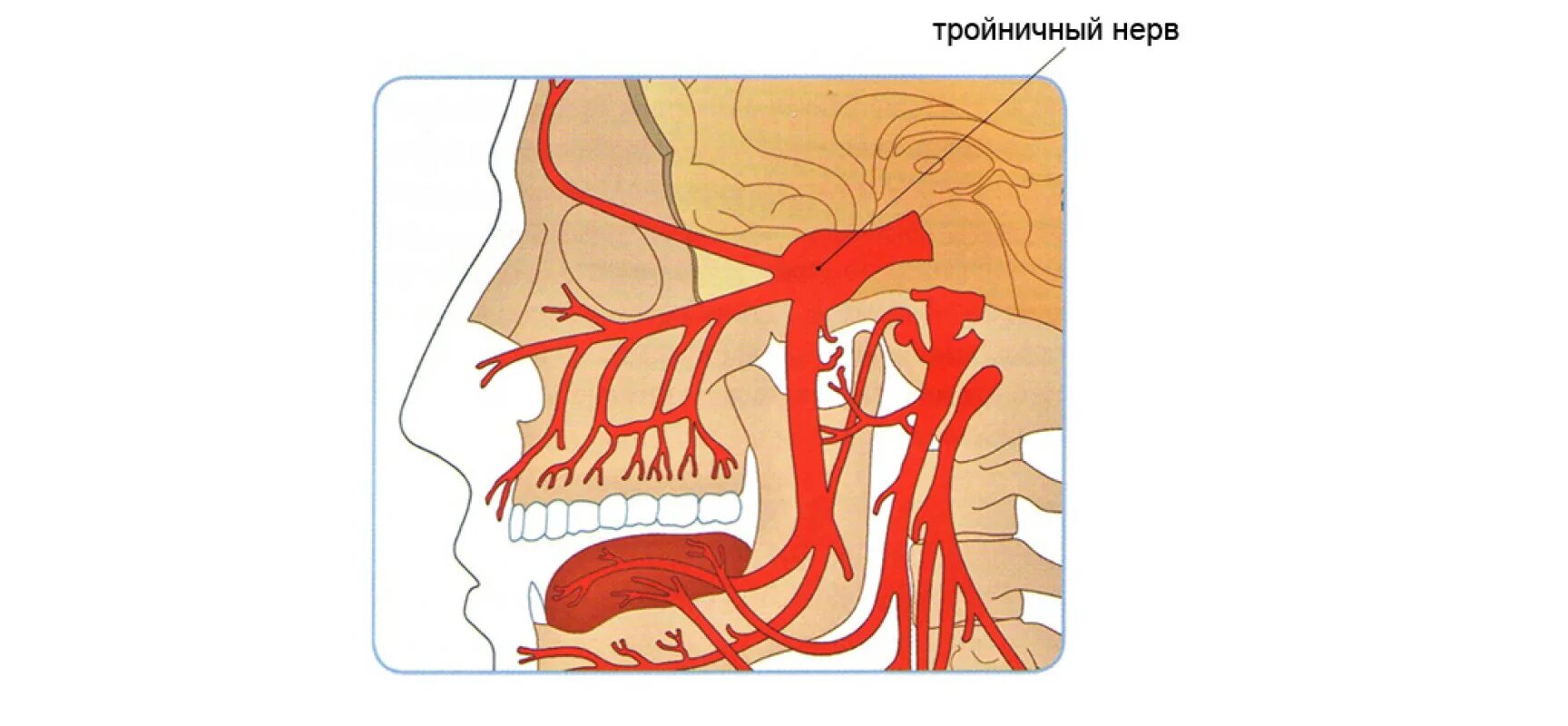 Тройничный нерв тест