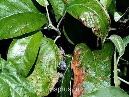Какой процесс происходит ночью в листьях яблони