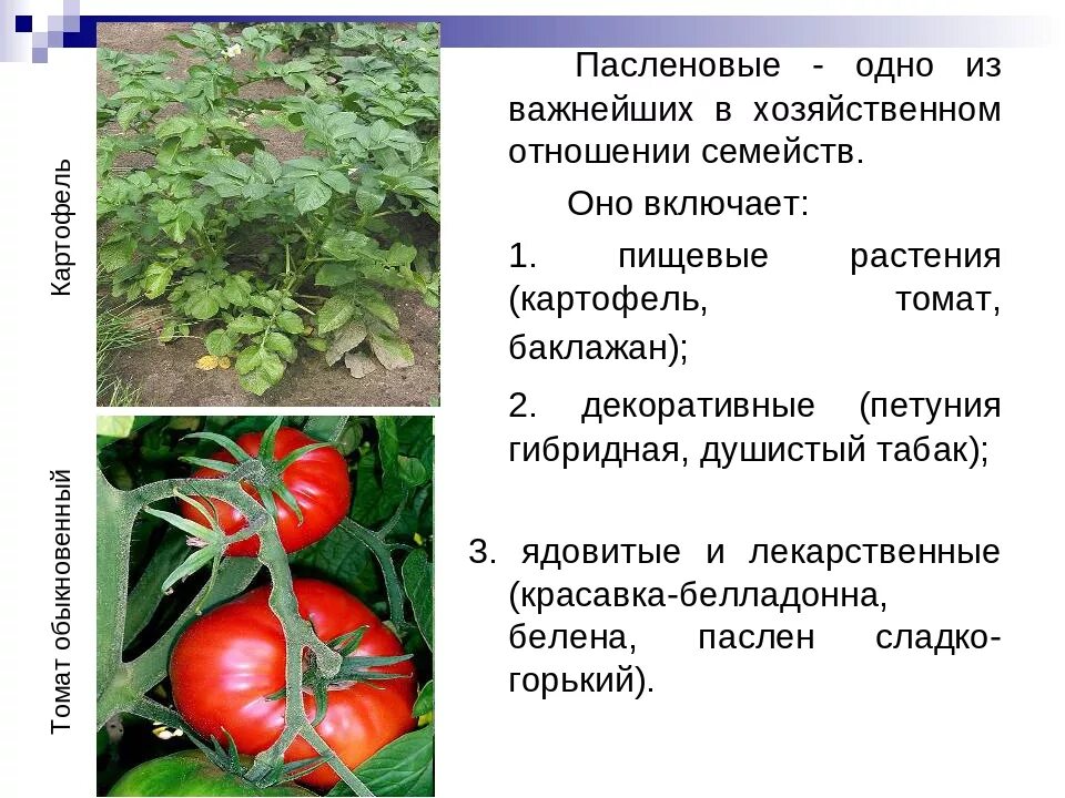Помидоры пасленовые. Семейство пасленовых(картофель, томат, баклажан). Помидоры пасленовые. Пасленовые помидоры. Плод у растения томат коробочка.