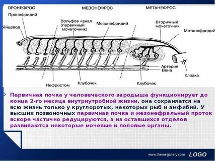 Кровеносная выделительная система