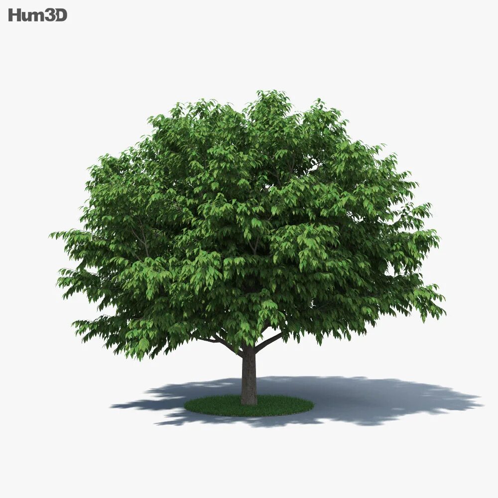 Grab 3. Граб дерево. граб каролинский. модели 3d grab. хорнбим.