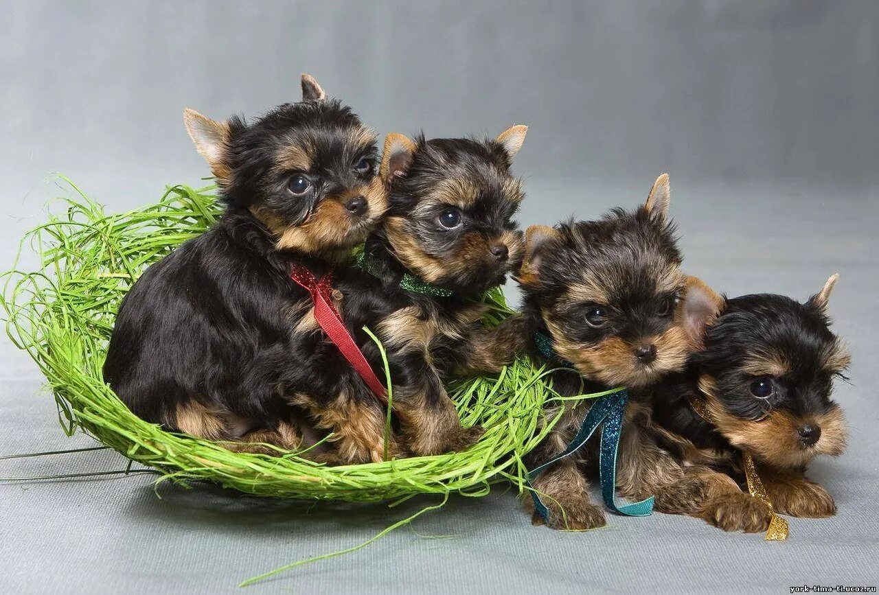 Йоркширский терьер мини. Йоркширский терьер беби фейс мальтеза. Йоркширский терьер. Йоркширский терьер щенок девочка. Йоркширский терьер стандарт.